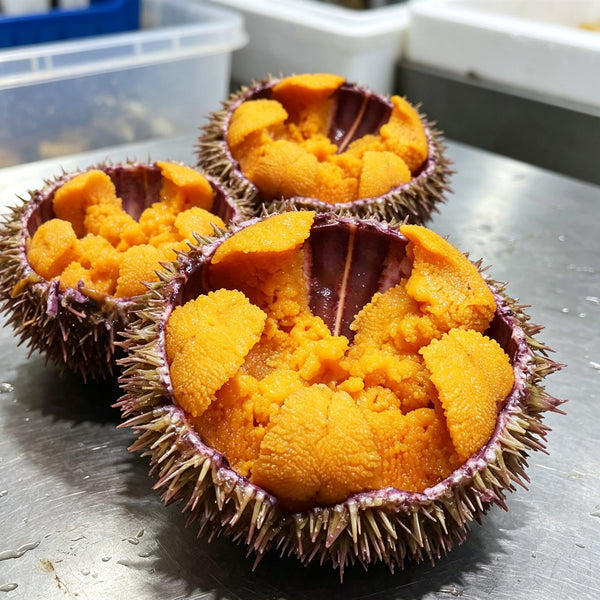 Fresh-Frozen Sea Urchin In Shell